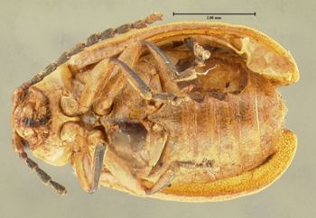 Media type: image; Entomology 34654   Aspect: habitus ventral view